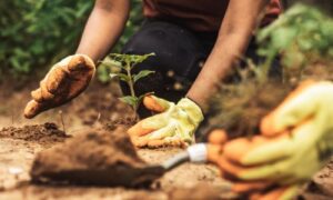 Log Homes Support Reforestation